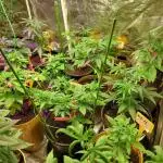Kannabias run