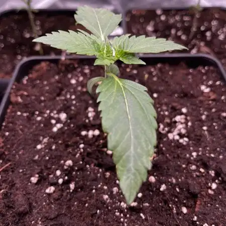 🌱Gorilla Sherbet F1 FV🌱 SS&MO