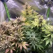 SweetSeeds f1 FV MR & SBC / M&O Grow#1 /