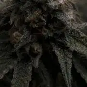🦍🌱Gorilla Sherbet F1 FV🌱 SS&MO