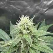 🌱Cream Caramel F1 FV🌱 SS&MO