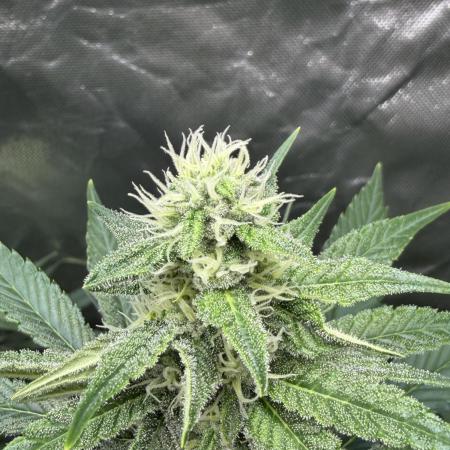 🌱Cream Caramel F1 FV🌱 SS&MO