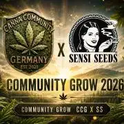 ❄️🍋 CCG/SS Project 🌲☄️