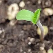 🌱StrawberryColaSherbet🌱 SS & M&O