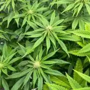 SweetSeeds f1 FV MR & SBC / M&O Grow#1 /