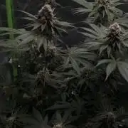 🦍🌱Gorilla Sherbet F1 FV🌱 SS&MO