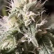 🦍🌱Gorilla Sherbet F1 FV🌱 SS&MO
