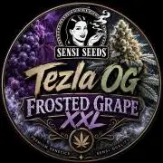 ❄️🍋 HIGH VOLTAGE FROST by Sensi Seeds🌲☄️