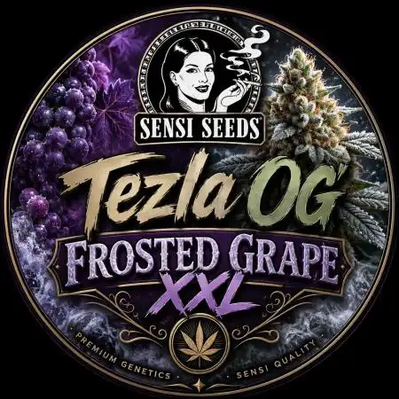 ❄️🍋 HIGH VOLTAGE FROST by Sensi Seeds🌲☄️