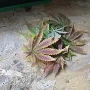 SweetSeeds f1 FV MR & SBC / M&O Grow#1 /