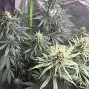 🌱StrawberryColaSherbet🌱 SS & M&O