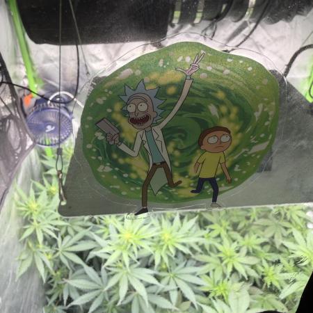 🌱Gorilla Sherbet F1 FV🌱 SS&MO