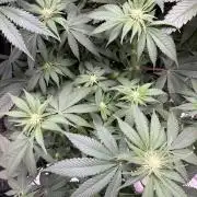 🦍🌱Gorilla Sherbet F1 FV🌱 SS&MO