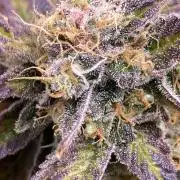 SweetSeeds f1 FV MR & SBC / M&O Grow#1 /
