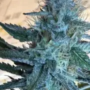 🌱StrawberryColaSherbet🌱 SS & M&O