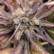 SweetSeeds f1 FV MR & SBC / M&O Grow#1 /