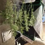 🌱StrawberryColaSherbet🌱 SS & M&O
