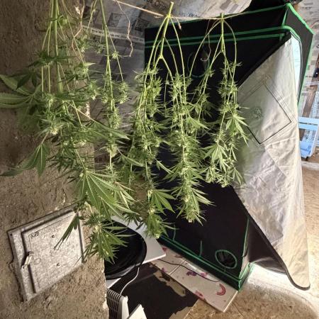 🌱StrawberryColaSherbet🌱 SS & M&O