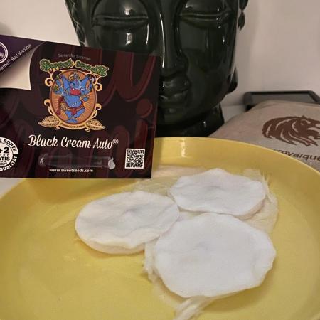 Black Cream Auto – M&O Grow #1