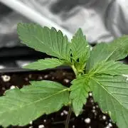 🌱Cream Caramel F1 FV🌱 SS&MO