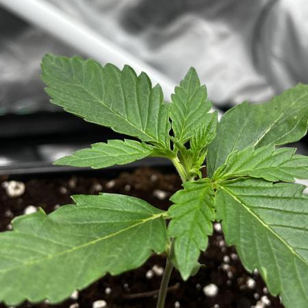 🌱Cream Caramel F1 FV🌱 SS&MO