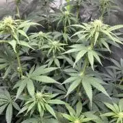 🌱StrawberryColaSherbet🌱 SS & M&O