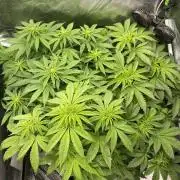 SweetSeeds f1 FV MR & SBC / M&O Grow#1 /