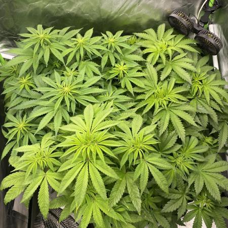 SweetSeeds f1 FV MR & SBC / M&O Grow#1 /