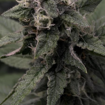 🌱Cream Caramel F1 FV🌱 SS&MO
