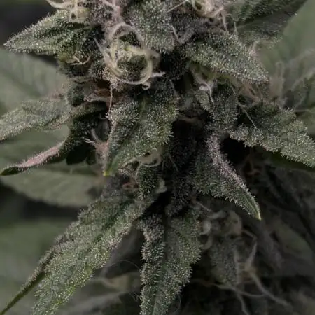 🌱Cream Caramel F1 FV🌱 SS&MO