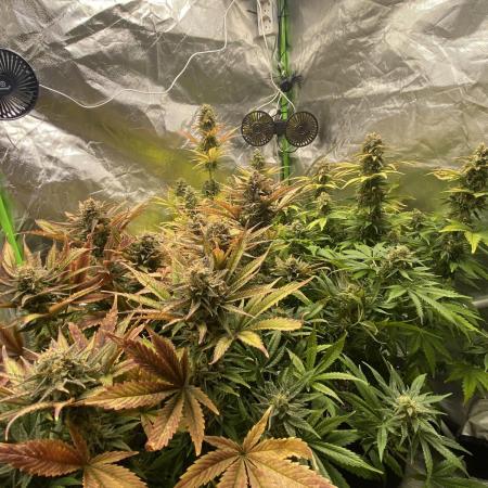 SweetSeeds f1 FV MR & SBC / M&O Grow#1 /