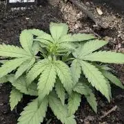 $$$$$ZtrawberrieZ$$$$$