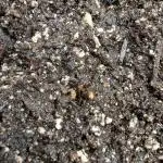 Sour Jealousy 420 FastBuds