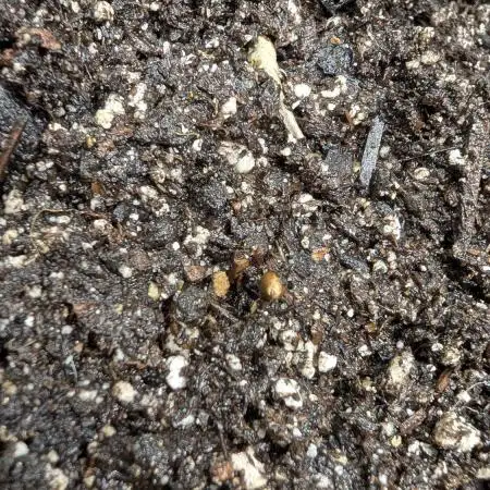Sour Jealousy 420 FastBuds