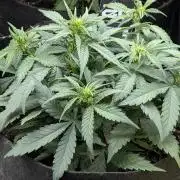 $$$$$ZtrawberrieZ$$$$$