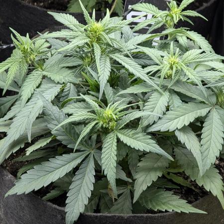 $$$$$ZtrawberrieZ$$$$$