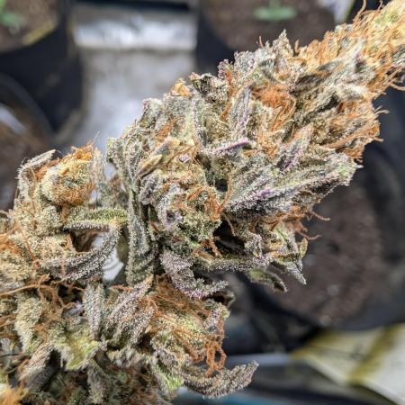 Mephisto Genetics