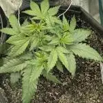 Sour Jealousy 420 FastBuds