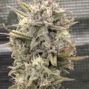 Sour Jealousy 420 FastBuds