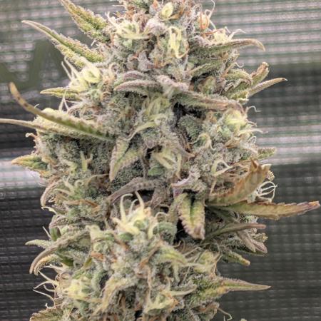 Sour Jealousy 420 FastBuds