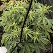 Sour Jealousy 420 FastBuds