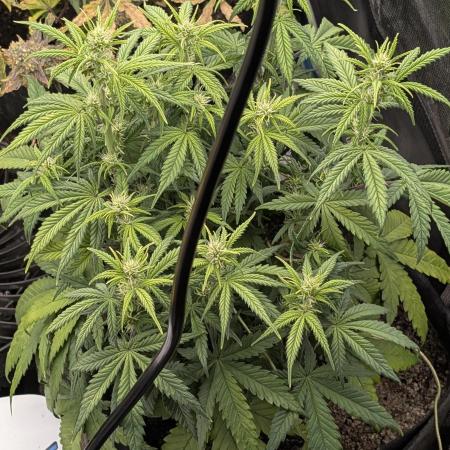 Sour Jealousy 420 FastBuds