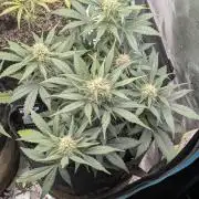 $$$$$ZtrawberrieZ$$$$$