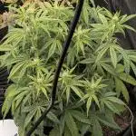 Sour Jealousy 420 FastBuds