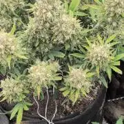 Sour Jealousy 420 FastBuds