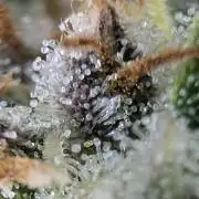 $$$$$ZtrawberrieZ$$$$$