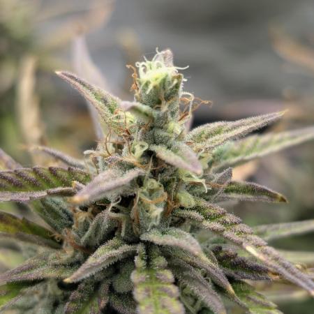 Mephisto Genetics