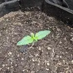 Sour Jealousy 420 FastBuds