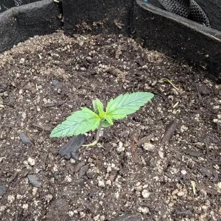 Sour Jealousy 420 FastBuds