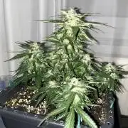 Doppler by Paradise Seeds